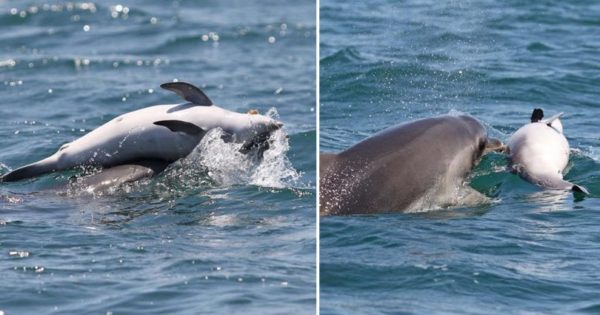 Δελφίνι αρνείται να εγκαταλείψει το νεκρό μωρό του στα νερά του Αμβρακικού