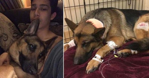 Σκύλος έφαγε 3 σφαίρες για να σώσει το 16χρονο αφεντικό του από τους κλέφτες