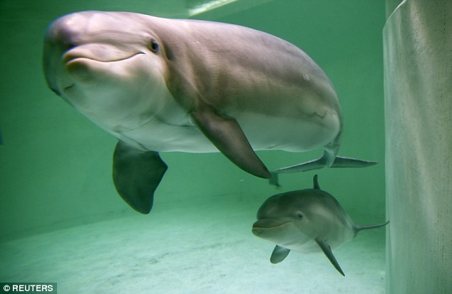 θηλυκά δελφίνια δελφίνια 
