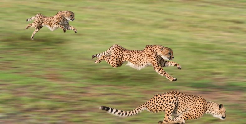 Ταχύτερα ζώα Πιο γρήγορα ζώα Γρηγορότερα ζώα 