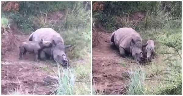 Μωρό ρινόκερος προσπαθεί να ξυπνήσει τη νεκρή μαμά του που σκότωσαν οι λαθροκυνηγοί για να της πάρουν τα κέρατα