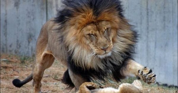 Το αρσενικό λιοντάρι ήθελε να τιμωρήσει το μικρό του. Αλλά τότε εμφανίστηκε η μαμά..