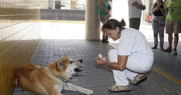 Σκυλίτσα παρέμεινε 6 μέρες έξω από το νοσοκομείο όπου νοσηλευόταν η ιδιοκτήτρια της περιμένοντας την να επιστρέψει