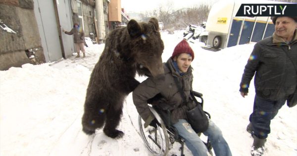 Αρκούδα σπρώχνει τον εκπαιδευτή της που είναι καθηλωμένος σε καροτσάκι