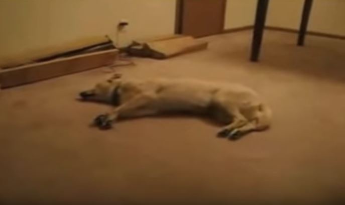 ύπνος σκύλος κοιμάται Σκύλος εφιάλτης 