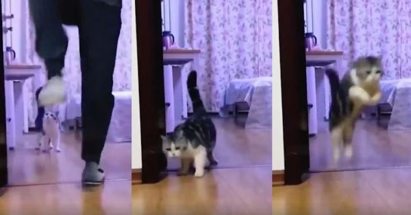 Το viral βίντεο με τις εκατομμύρια προβολές – Πώς ξεγέλασε μια γάτα
