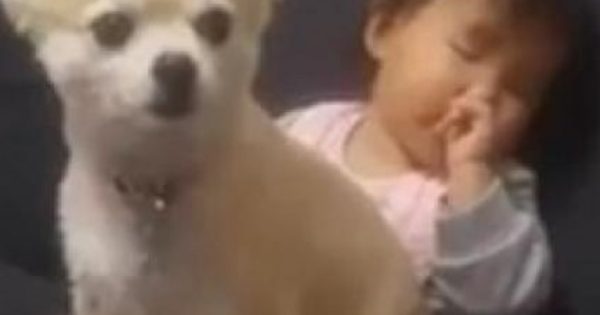 Bίντεο: Παιδάκι προσπαθεί να κοιμηθεί πάνω στο σκυλάκι του!