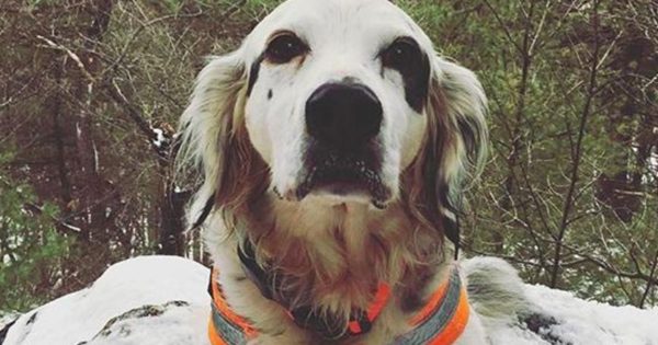 Αυτός ο σκύλος έχασε τη ζωή του για να σώσει τους φίλους του [εικόνες]