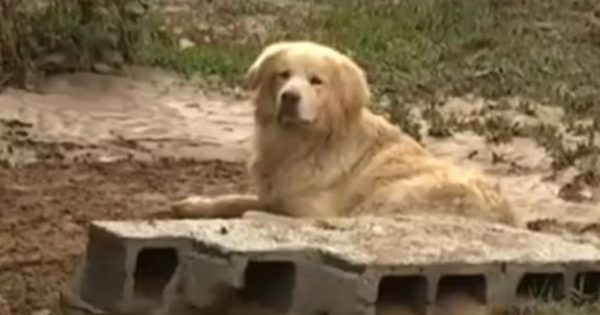 O σκύλος που γλύτωσε από τις πλημμύρες στη Λακωνία και κάθονταν δίπλα στο νεκρό αφεντικό του