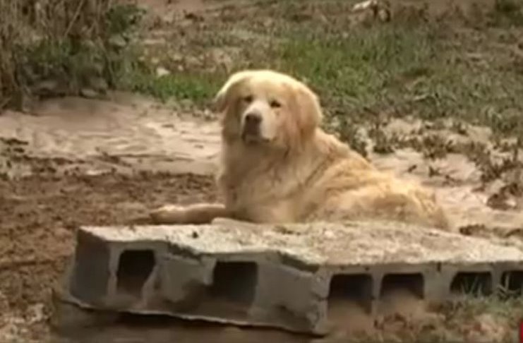 Σκύλος πλημμύρες Λακωνία 