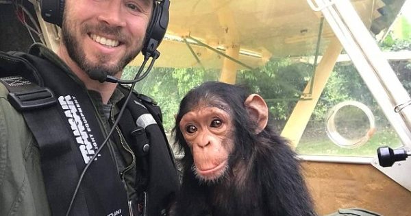 Μωρό χιμπατζής πιλοτάρει ελικόπτερο με τον άντρα που το έσωσε από λαθροκυνηγούς