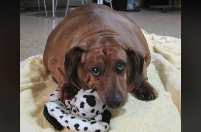 παχύσαρκος σκύλος 