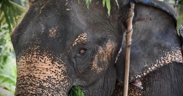 Ελέφαντας δεμένος με αλυσίδες επί 40 χρόνια επιτέλους κλαίει από χαρά