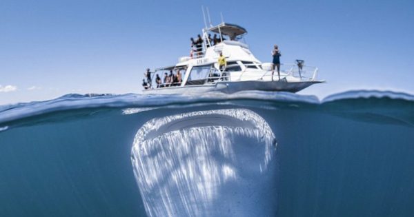 Tο μεγαλύτερο ψάρι στον κόσμο εμφανίστηκε κάτω από σκάφος