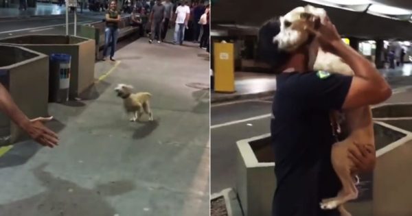 Σκύλος αγκαλιάζει τρέχοντας το αφεντικό του στο αεροδρόμιο