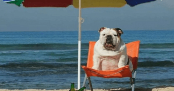 Όχι άλλοι σκύλοι σε θάλασσες και παραλίες
