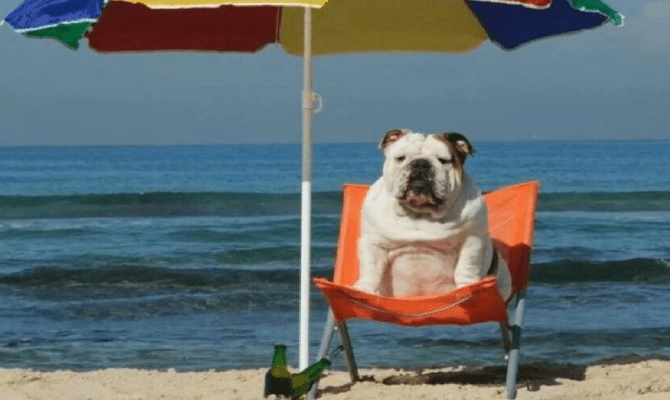 σκύλοι στις παραλίες 