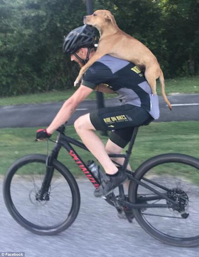 τραυματισμένος σκύλος ποδήλατο 