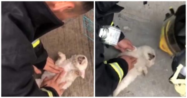 Πυροσβέστης έκανε καρδιοαναπνευστική αναζωογόνηση σε κουτάβι και το έσωσε από φλεγόμενο Pet Shop