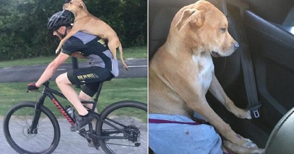 Ποδηλάτης κουβάει στην πλάτη του τραυματισμένο σκύλο που τον χτύπησε αυτοκίνητο για να τον πάει στον κτηνίατρο