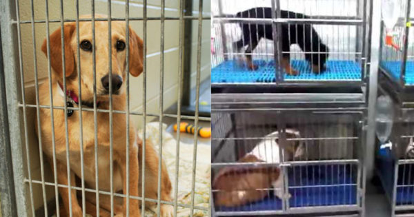 Η Βρετανία απαγόρευσε την πώληση σκυλιών και γατιών από τα Pet shop