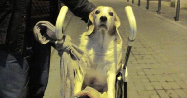 Θεσσαλονίκη: Έβγαλε βόλτα τον παράλυτο σκύλο του με καροτσάκι για μωρά