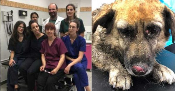 Μάτι: Κτηνιάτροι-ήρωες έσωσαν 70 ζωάκια, καμένα, τραυματισμένα και σε σοκ