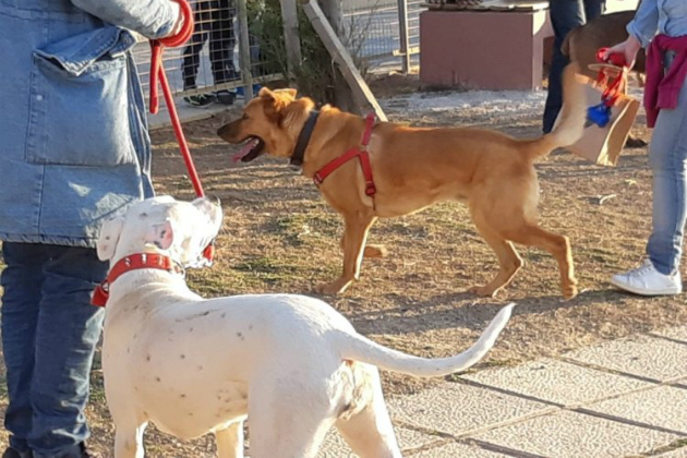 πάρκο σκύλων Ηράκλειο 