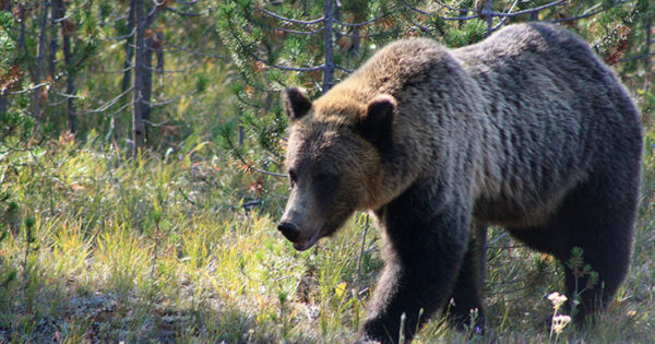 Το πιο ακραίο πράγμα που έχω δει ποτέ! Κυνηγός βρίσκει κάμερα με τραβηγμένη φωτογραφία από μία αρκούδα.