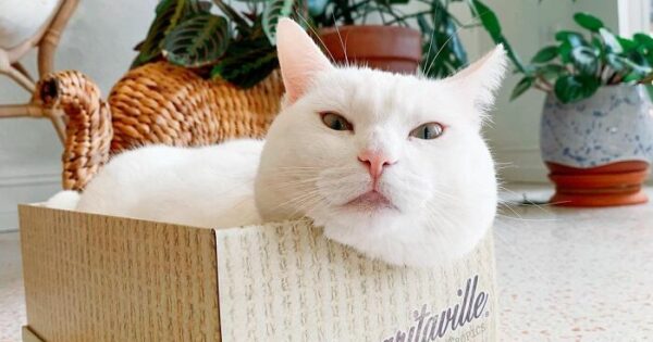 Συνάντησε την Τούνα: τη γάτα που πιάνει φιλίες με όσους δουλεύουν delivery και ο ιδιοκτήτης της το ανεβάζει στο instagram