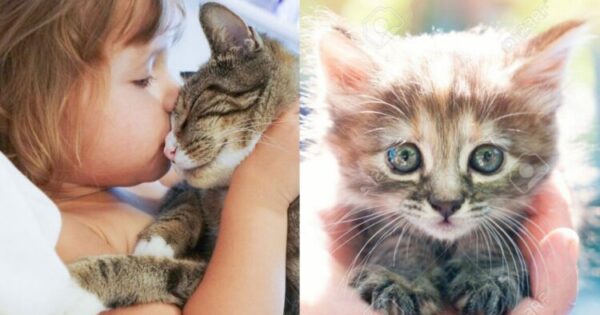 Γάτα Και Μικρά Παιδιά – 10 Οφέλη Από Τη Συνύπαρξή Τους