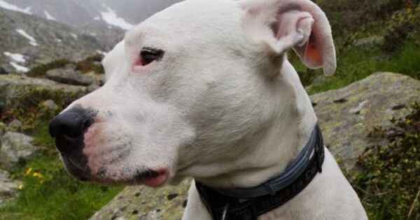 Dogo Argentino: Ο Πιστός Και Θαρραλέος Σκύλος Από Την Αργεντινή
