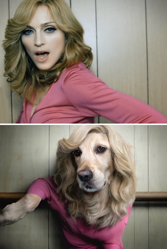 Photographer-continues-to-recreate-Madonnas-iconic-looks-using-her-dog-as-a-model-New-Pics-61693068c5489-png__700