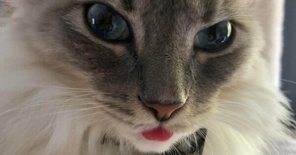 41 γάτες που ξέχασαν να βάλουν τη γλώσσα τους μέσα και είχαν την πιο χαζή φάτσα που μπορούσαν να έχουν