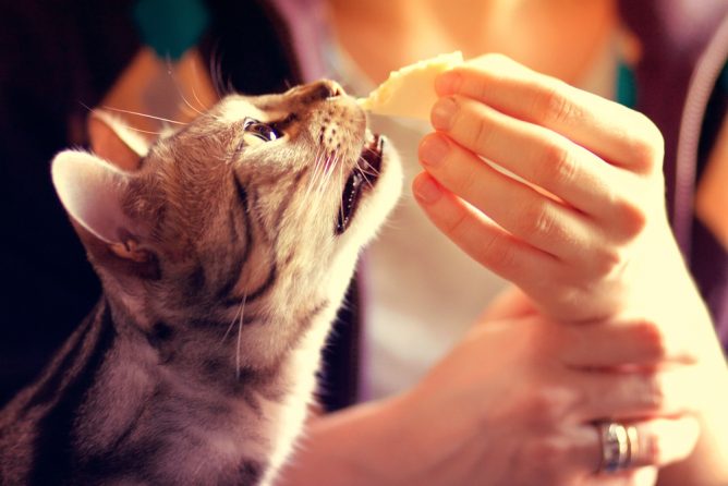 can-cats-eat-cheese-668x446