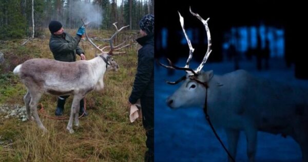 Φινλανδία:Πρωτοποριακή Ιδέα Σώζει Εκατοντάδες Ζώα: Βάφουν Τα Κέρατα Των Ταράνδων Για Να Τα Βλέπουν Οι Οδηγοί