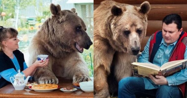 Ζευγάρι Υιοθέτησε Πριν 23 Χρόνια Ένα Αρκουδάκι Και Ζει Ακόμα Μαζί Τους – Βίντεο