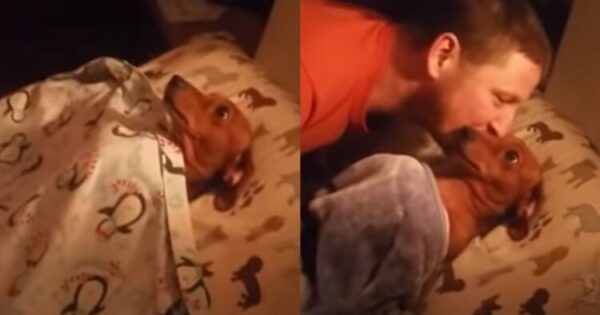Σκυλίτσα Περιμένει Στο Κρεβάτι Κάθε Βράδυ Να Την Σκεπάσουν Και Να Την Φιλήσουν Για Να Κοιμηθεί