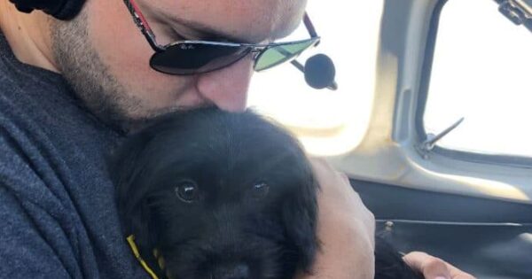 Κάθε βδομάδα ο εθελοντής πιλότος πετάει σκύλους καταφυγίου σε ασφαλή μέρη