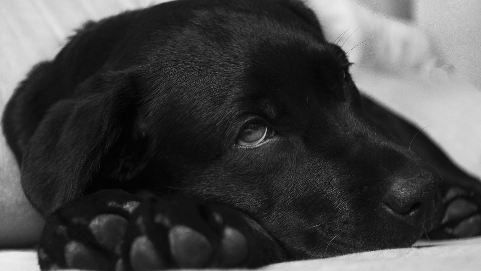 labrador-puppy-sick-960x540