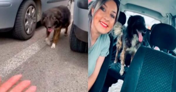 Γυναίκα Έσωσε Ένα Εγκαταλελειμμένο Σκυλάκι Σε Πάρκινγκ Σούπερ Μάρκετ. Το Πήρε Μαζί Της
