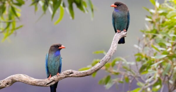 Η «Birdlife Australia» αποκαλύπτει το χρονολόγιό της και παρουσιάζει μοναδικές φωτογραφίες πτηνών