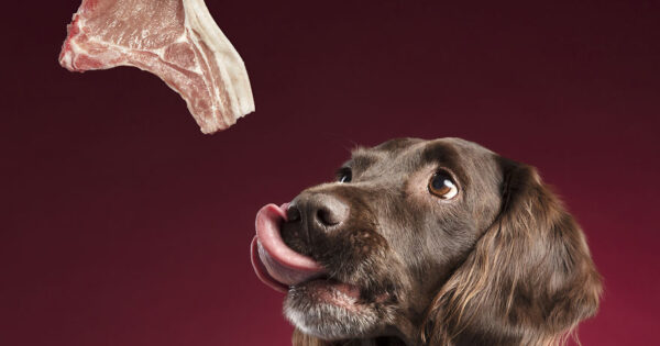 10 φωτογραφίες σκύλων που αντιδρούν σε νόστιμα γεύματα από εμένα