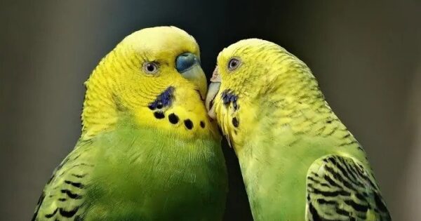 12 καλύτερα πτηνά για κατοικίδια: Τα καλύτερα είδη πουλιών (με φωτογραφίες)