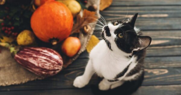 Φαγητά για ανθρώπους που μπορούν να τρώνε οι γάτες: ένας οδηγός για τις γιορτές