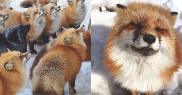 Μαγικό: Γνωρίστε Το Χωριό Που Ζουν Μόνο Αλεπούδες Στο Τόκιο – Φωτογραφίες