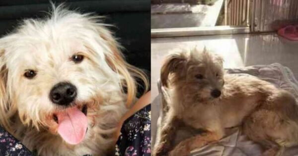 Σκύλος Περπάτησε 26 Μέρες Για Να Γυρίσει Στο Σπίτι Του: Οι Κηδεμόνες Του Τον Ξέχασαν Σε Βενζινάδικο