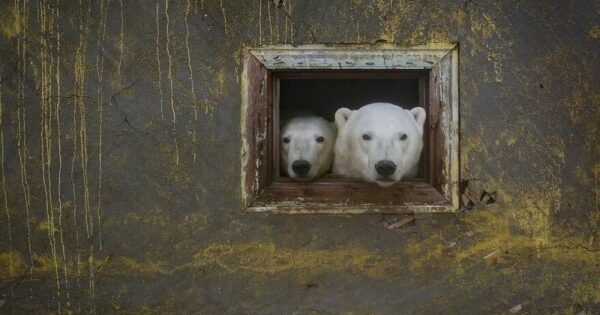 Ένας Ρώσος φωτογράφος της άγριας φύσης γίνεται viral παίρνοντας φωτογραφίες πολικές αρκούδες σε ένα εγκαταλελειμένο μετεωρολογικό σταθμό