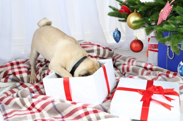 Gifts-For-Pets-Feature