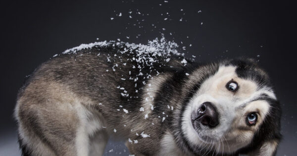 Εδώ είναι οι 21 εορταστικές φωτογραφίες των διακοπών με σκύλους